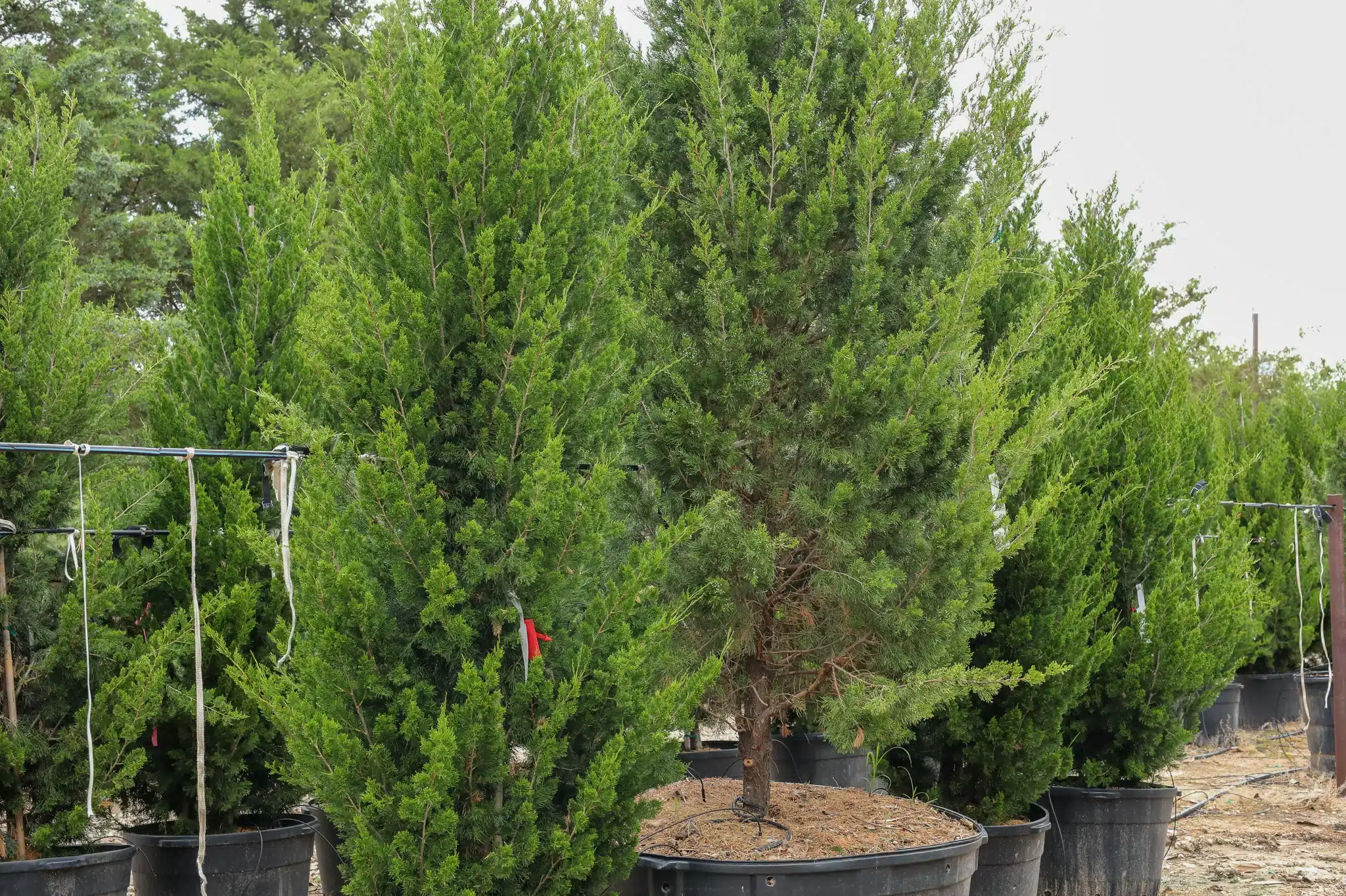 Brodie Juniper Fannin Tree Farm