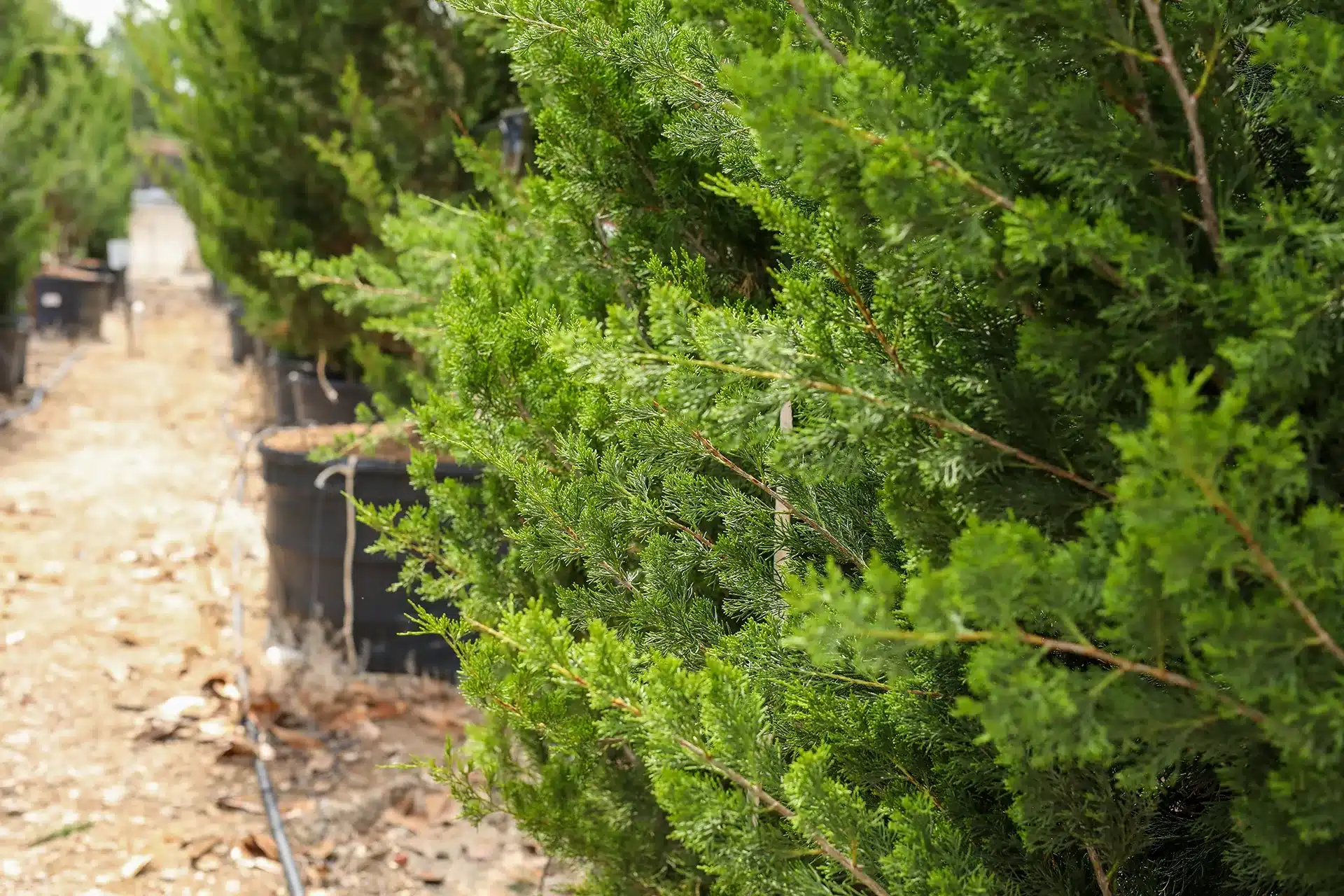 Brodie Juniper Fannin Tree Farm