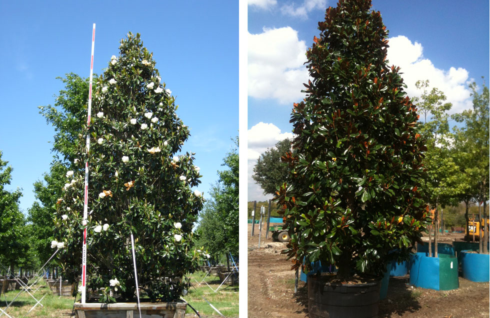 DD Blanchard Southern Magnolia - Fannin Tree Farm